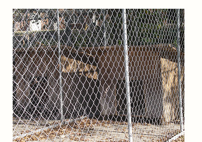 [ Oak Grove Dog Kennels  ]